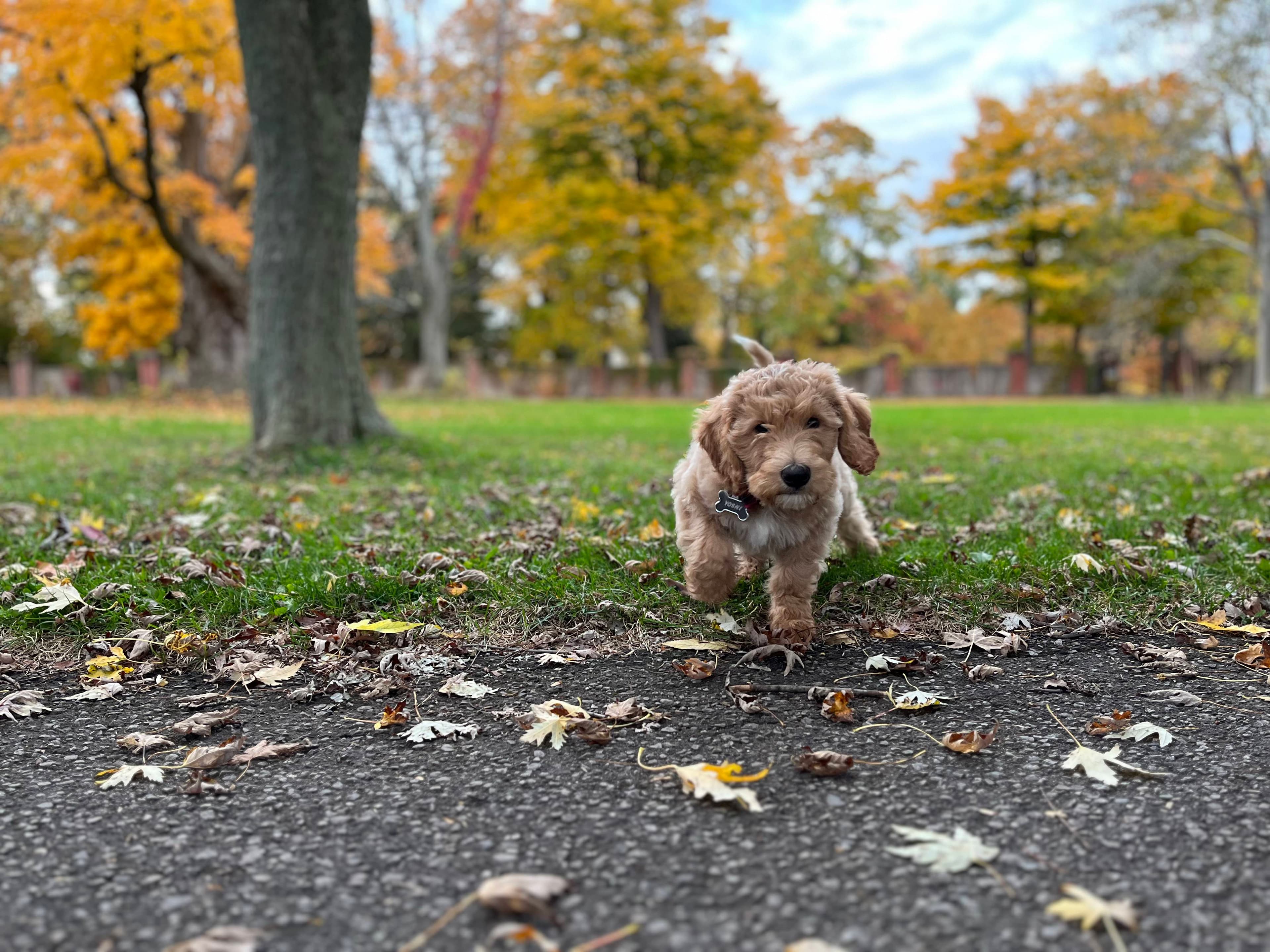 What Is Stayadoodle? What You Need to Know