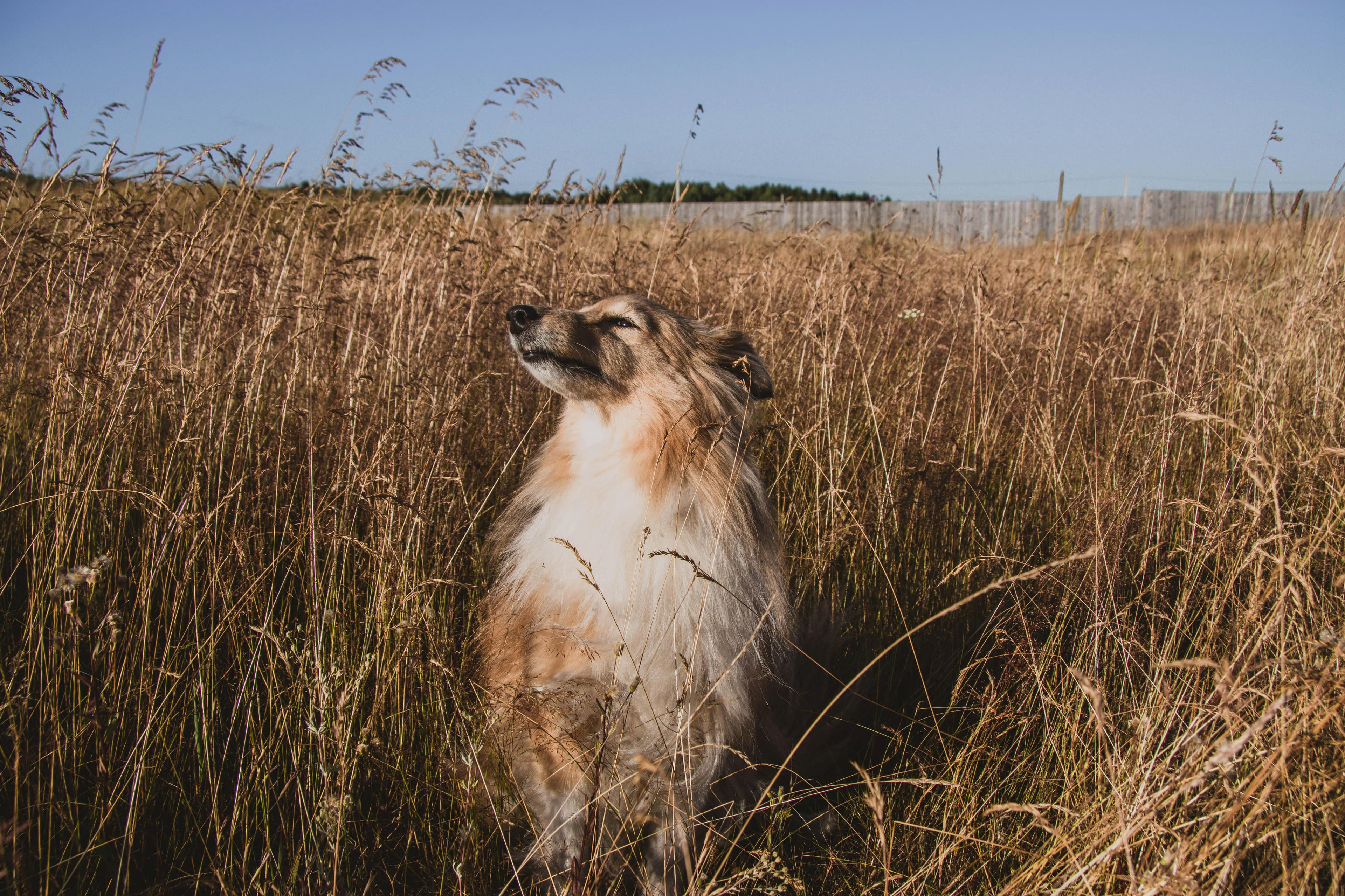 Sweet Treats: Can Dogs Safely Eat Dates?
