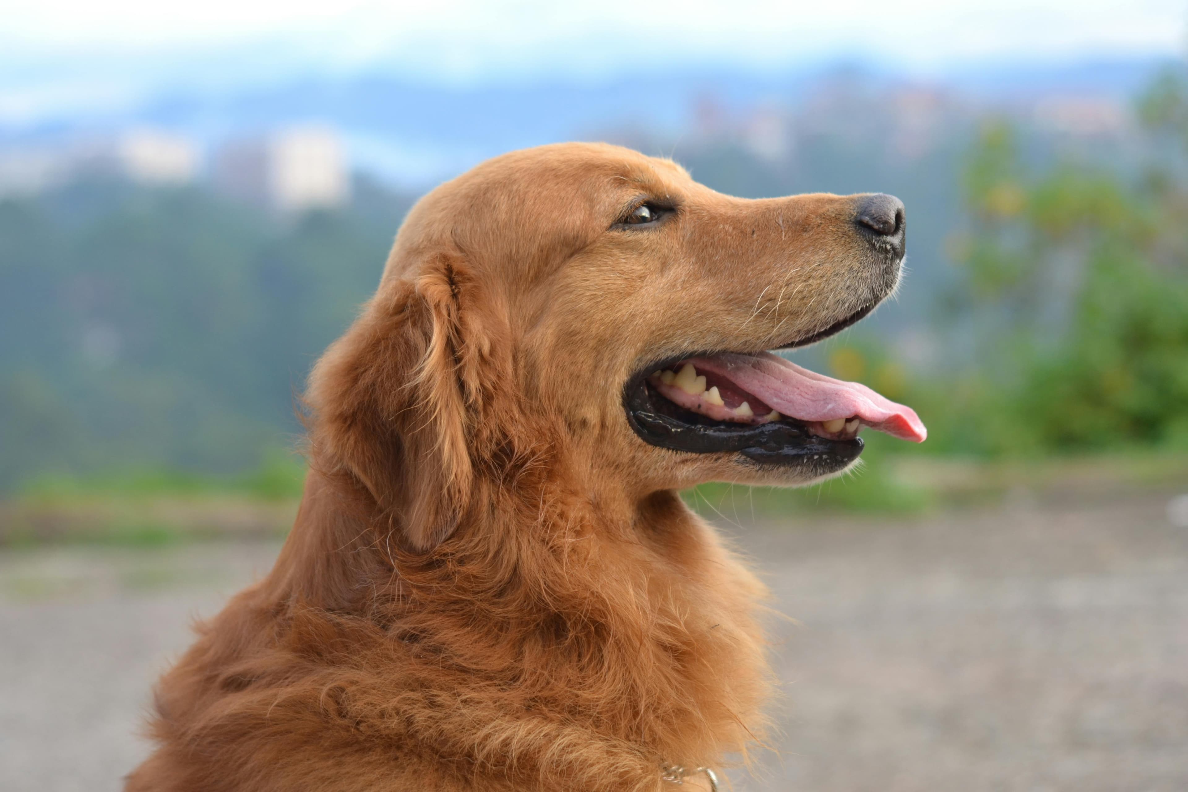 Gold Standard: Popular Names for Golden Retrievers
