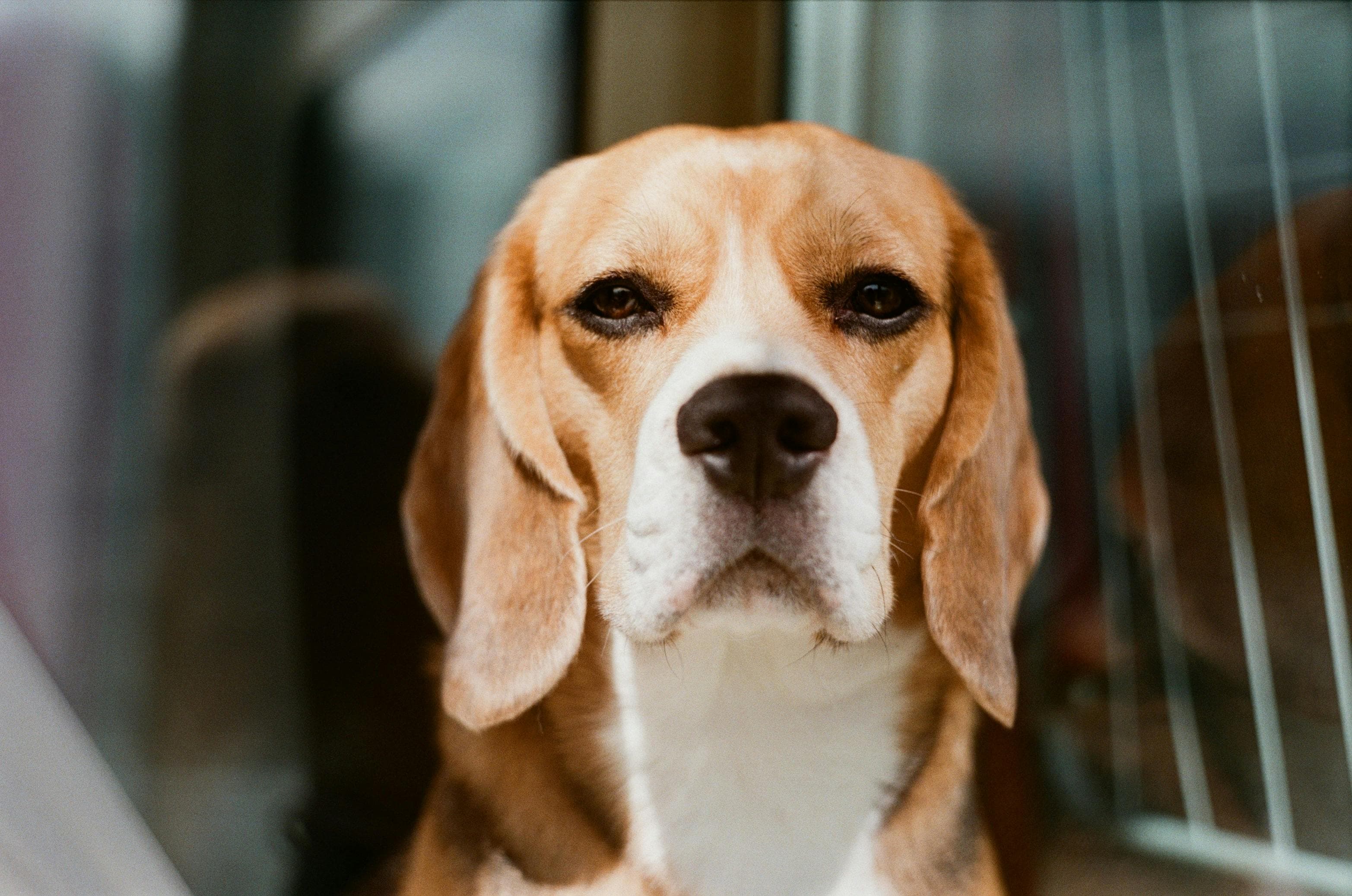 Hound-Dog Hits: Popular Names for Beagles