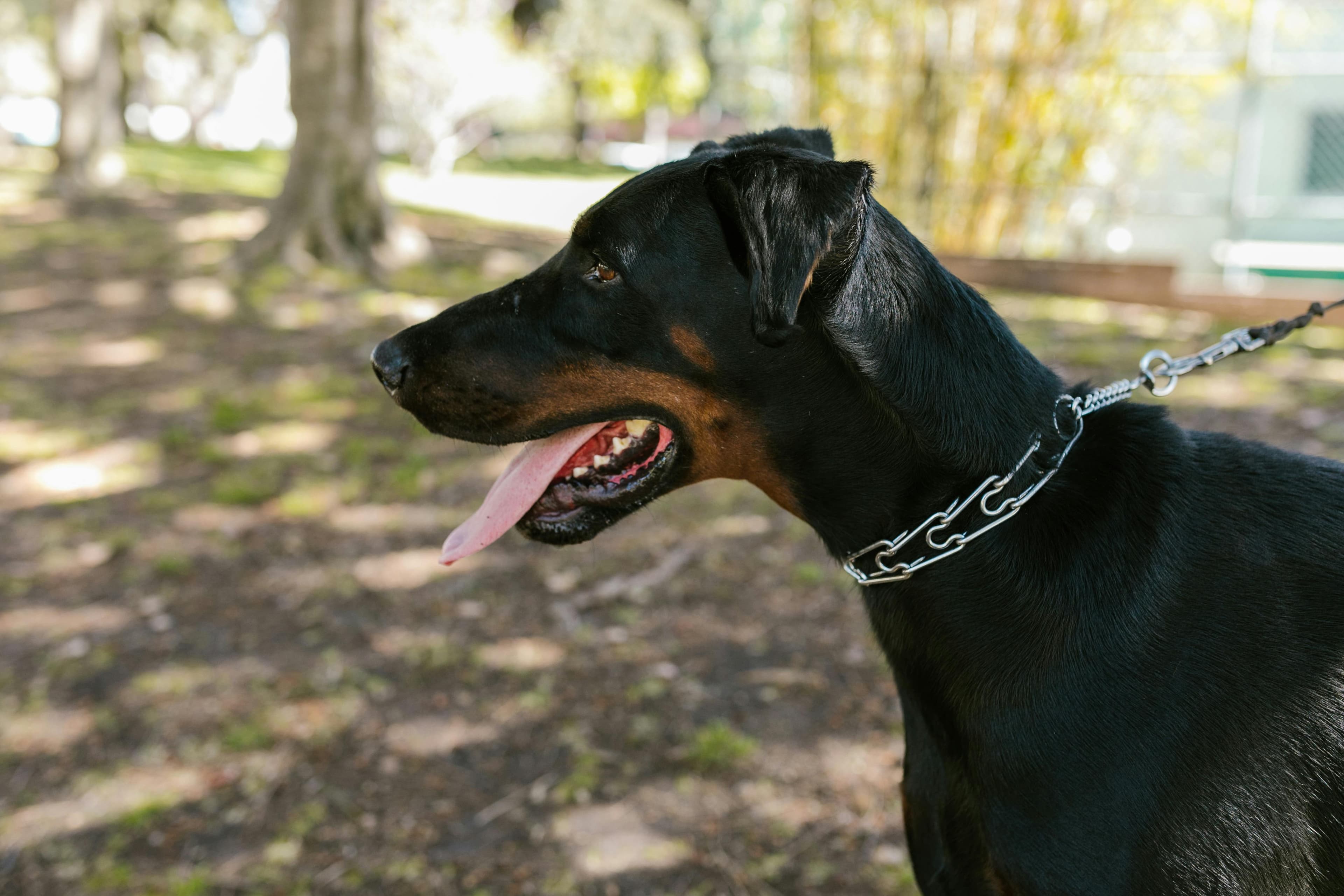 Sleek and Sophisticated: Popular Doberman Names